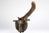 Hadrosaur (Edmontosaurus) Vertebra With Pathology - Montana #206197-9